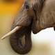 Illustration for article titled Tech Companies Are Finally Becoming Aware of Their Wildlife Trafficking Problemem/em